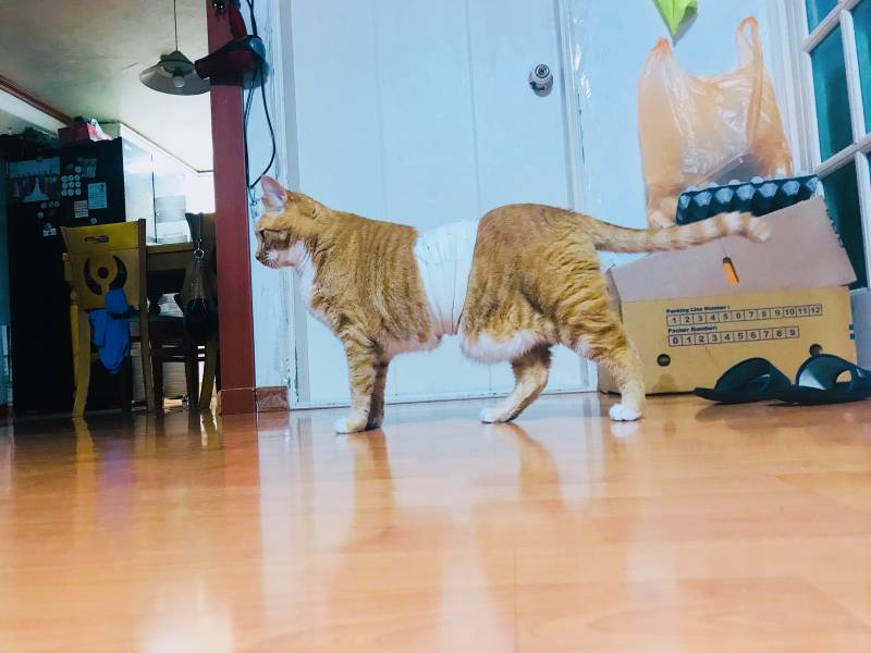 우리집 고양이 보고가 | 인스티즈