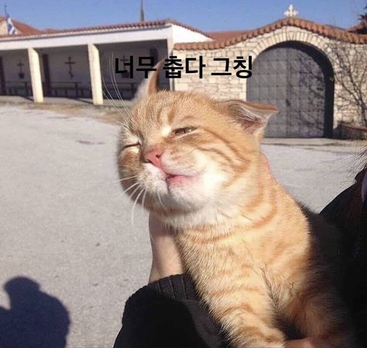 나 고양이귀엽다생각해본적 한번도 없었는데 | 인스티즈