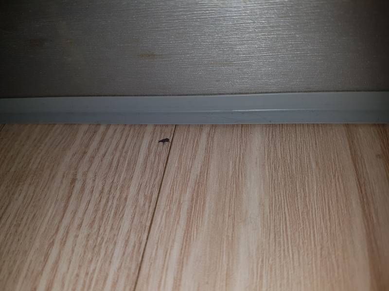 요즘 집에서 나오는데 이거 무슨 벌레인지 아는 익...?(벌레사진주의) | 인스티즈