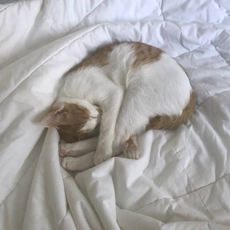 검정 후드 사고 싶은데ㅠㅠㅠ | 인스티즈