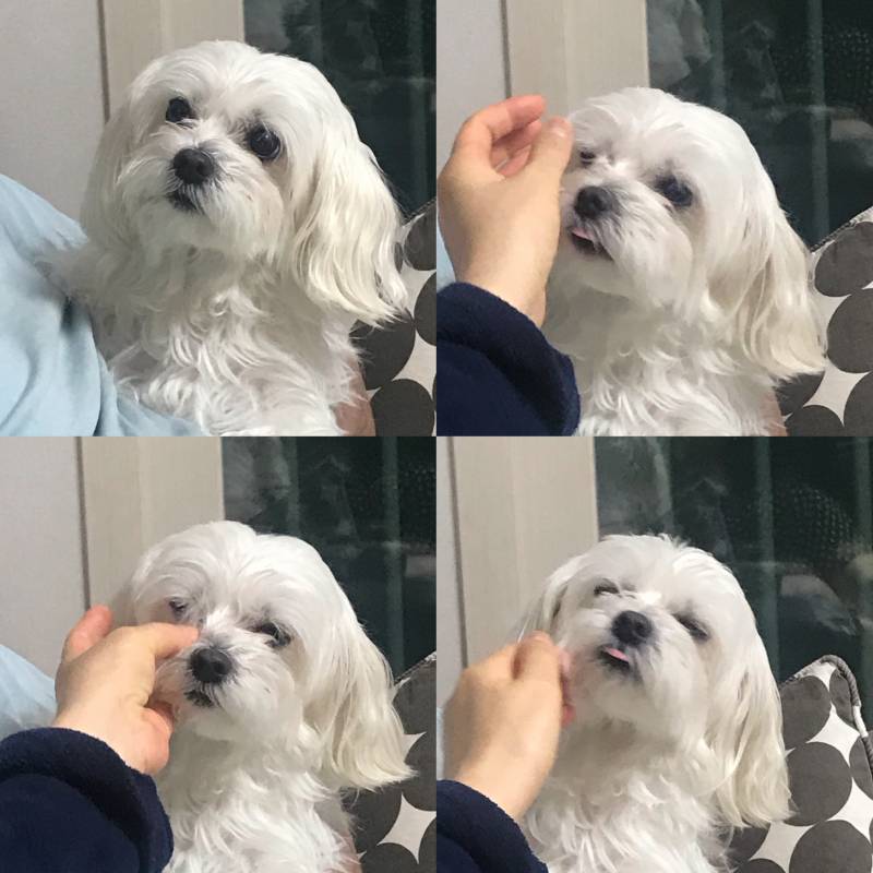 다들 우리집 댕댕이꙼̈ 눈곱닦는거 봐줘ㅜㅜ | 인스티즈