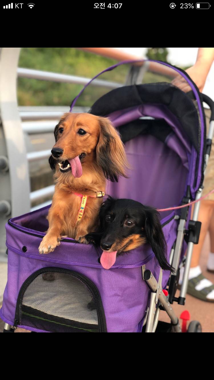 우리집 막냉이들 4040 | 인스티즈