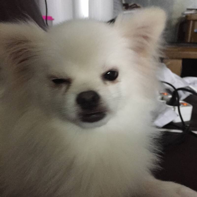 우리집 강아지 완죤 미견이야 40 | 인스티즈