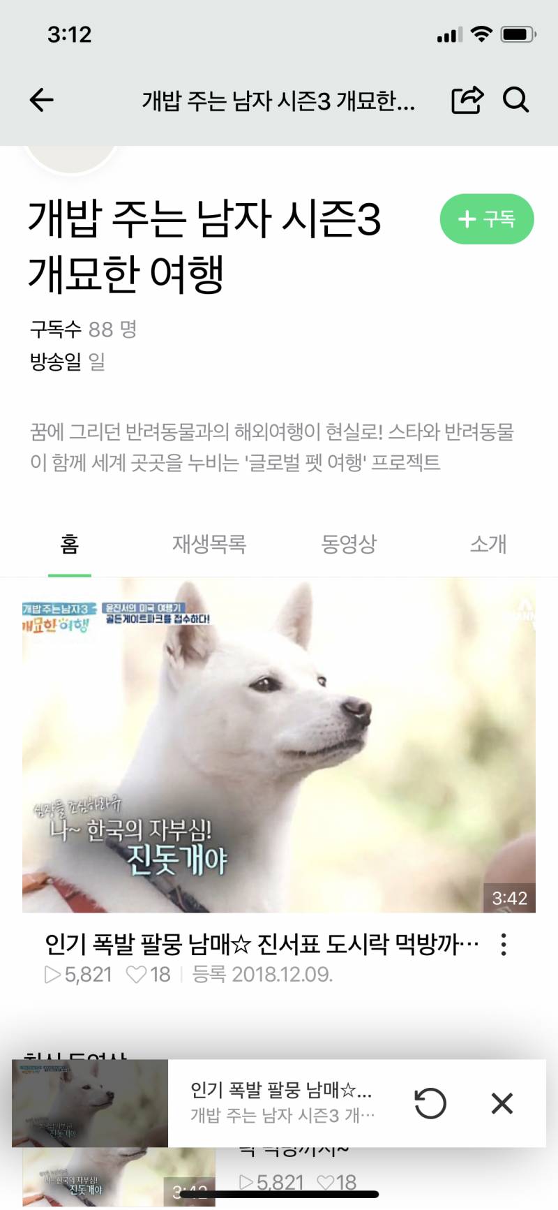 이거 봐바 외국인들 진돗개 엄청 이뻐한다ㅋㅋㅋ큐ㅠ | 인스티즈