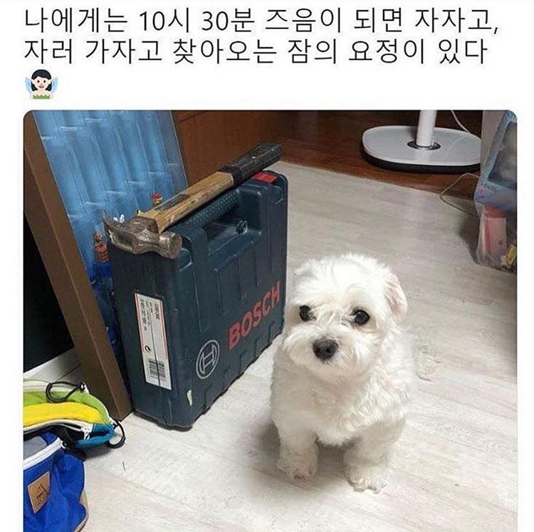 쓰니가 좋아하는 웃긴 짤 모음.jpg (데이터주의) | 인스티즈