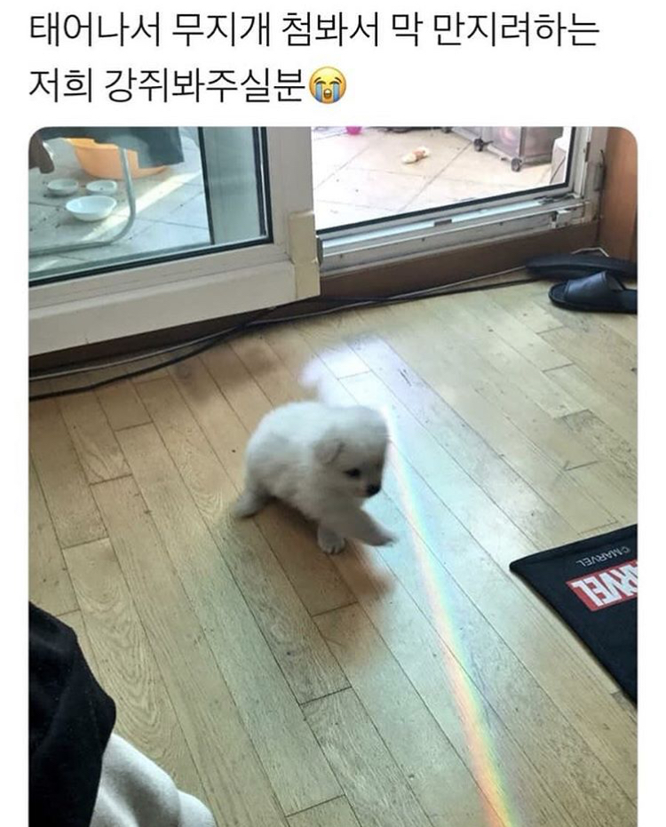 쓰니가 좋아하는 웃긴 짤 모음.jpg (데이터주의) | 인스티즈