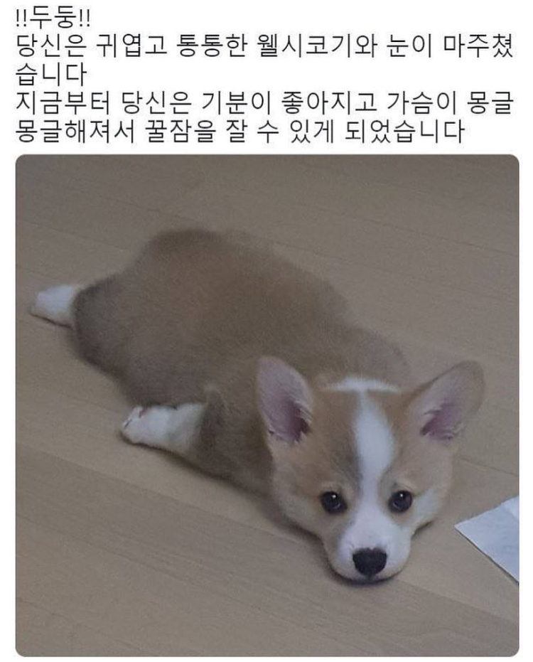 쓰니가 좋아하는 웃긴 짤 모음.jpg (데이터주의) | 인스티즈