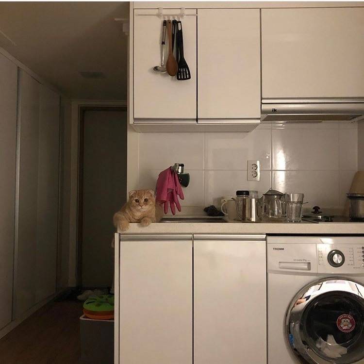 ㅋㅋㅋ원룸 찾는 중이라 방 보는데 ㅋㅋ 사진마다 고양이 있어 ㅋㅋㅋ 올려도 되나? | 인스티즈