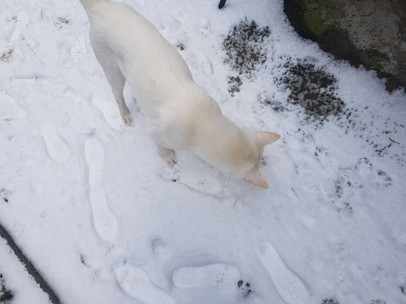눈과 흰 강아지의 조합 볼 싸뢈!40 | 인스티즈