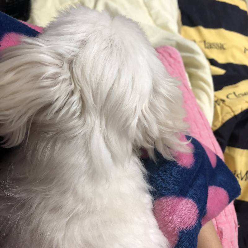 댕댕이 있는 삶...해피 | 인스티즈