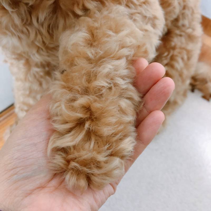 우리 멍멍이 왕발이야 | 인스티즈