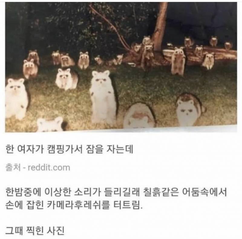 이 너구리들 너무 귀엽지않아???ㅠㅠㅠㅠ | 인스티즈