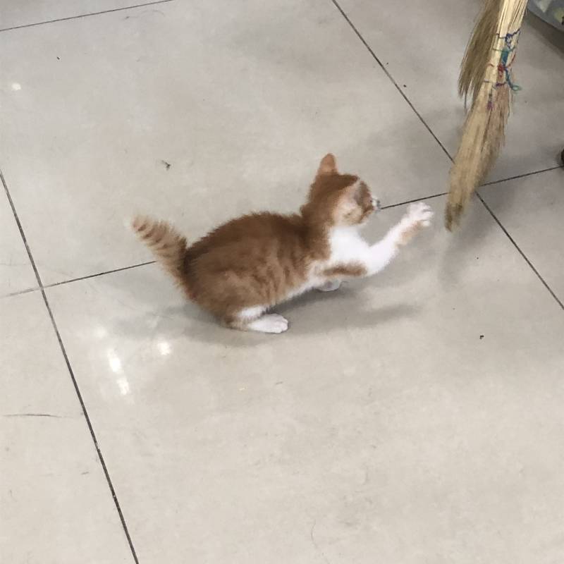 아가 고양이 꼬리가 휘었는데 어떠케,,,? | 인스티즈