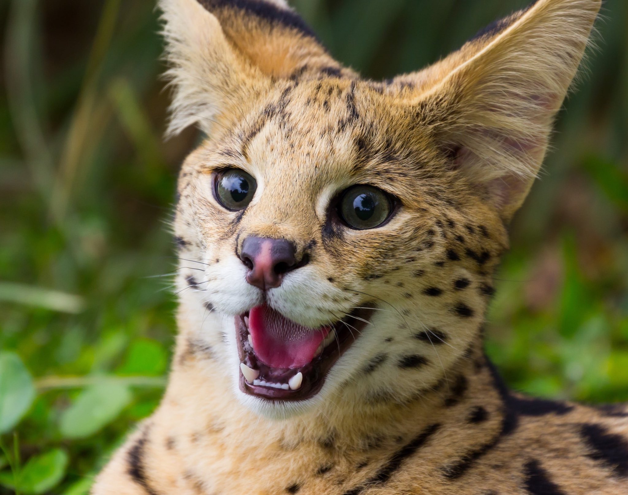 얘 진짜 옹성우랑 똑같이 생겼어... | 인스티즈