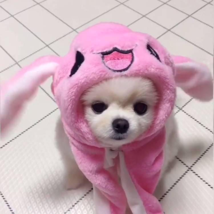 헐 강아지용 토끼 모자도 있나봐 | 인스티즈