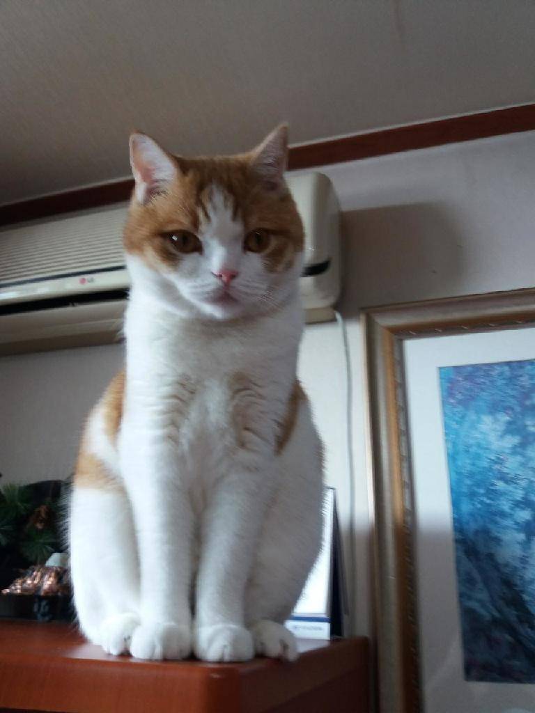 살찐거봐,,,40 | 인스티즈