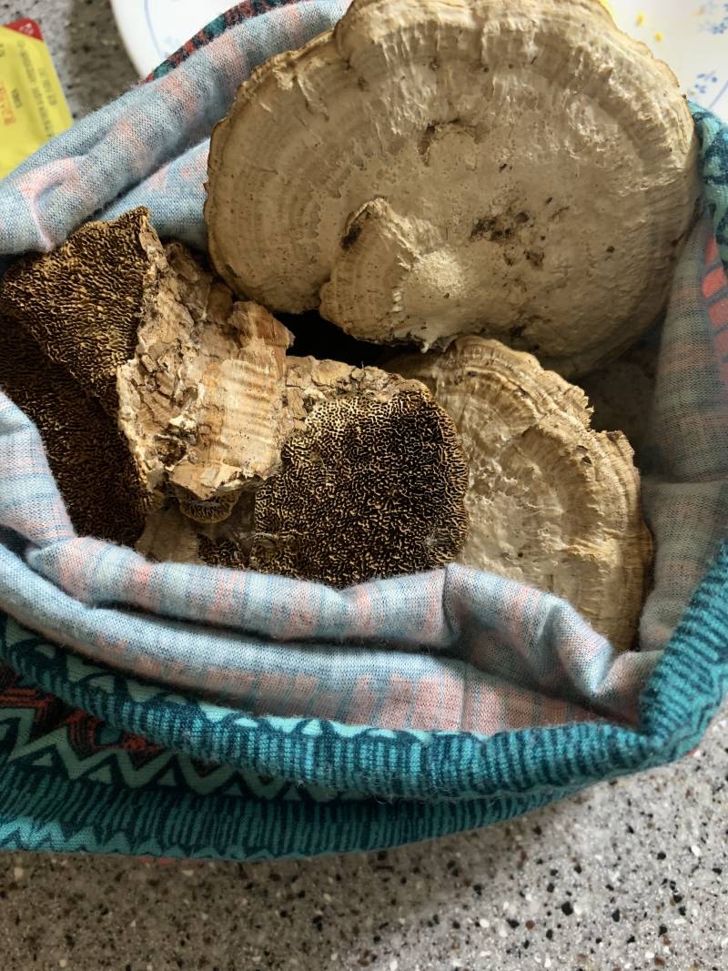 이거 도토리나무에 있던 건데 혹시 무슨 버섯인지 아는 익?? | 인스티즈