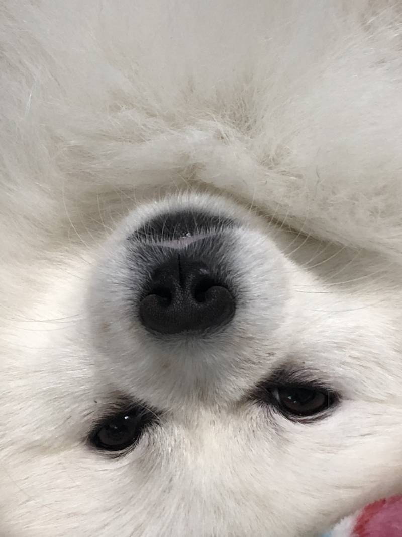 우리집 댕댕이 보구가조 | 인스티즈