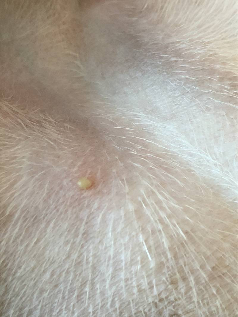 혹시 강아지 키우는 익 ?! | 인스티즈