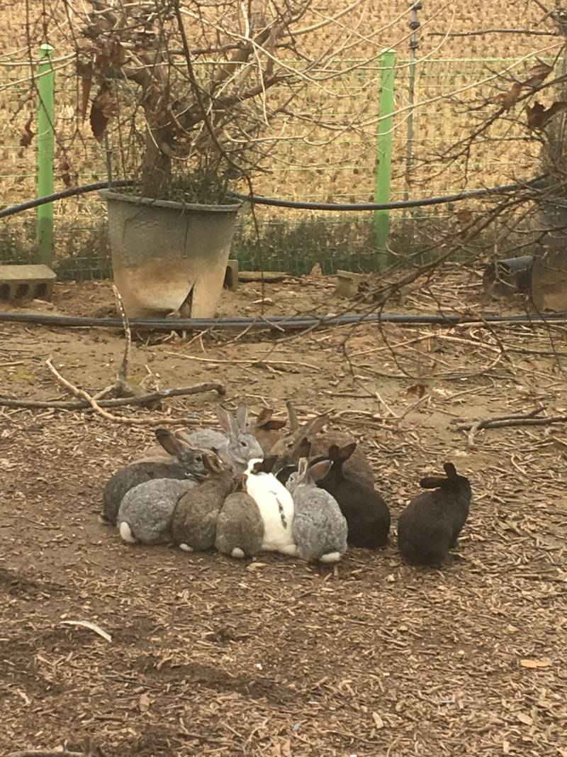 우리학교 토끼 보구가 ㅎㅎ | 인스티즈