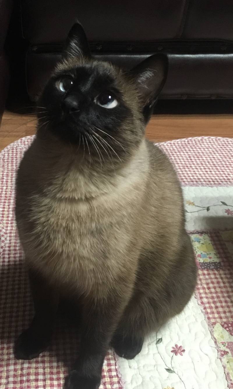 고양이 💩꼬에 💩이 자꾸 껴있어... | 인스티즈