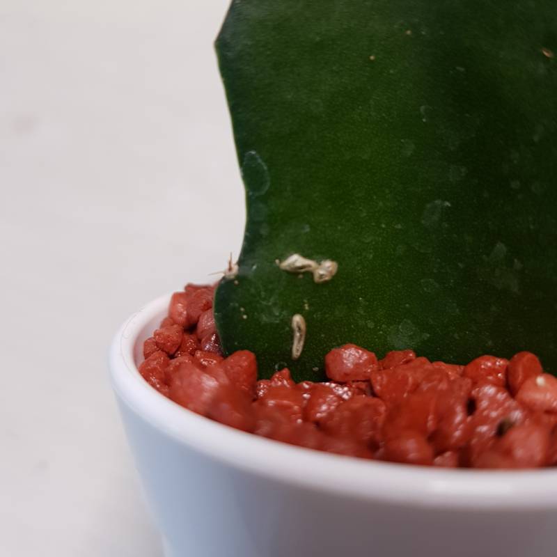 선인장에 이거 벌레야?!?!?! | 인스티즈