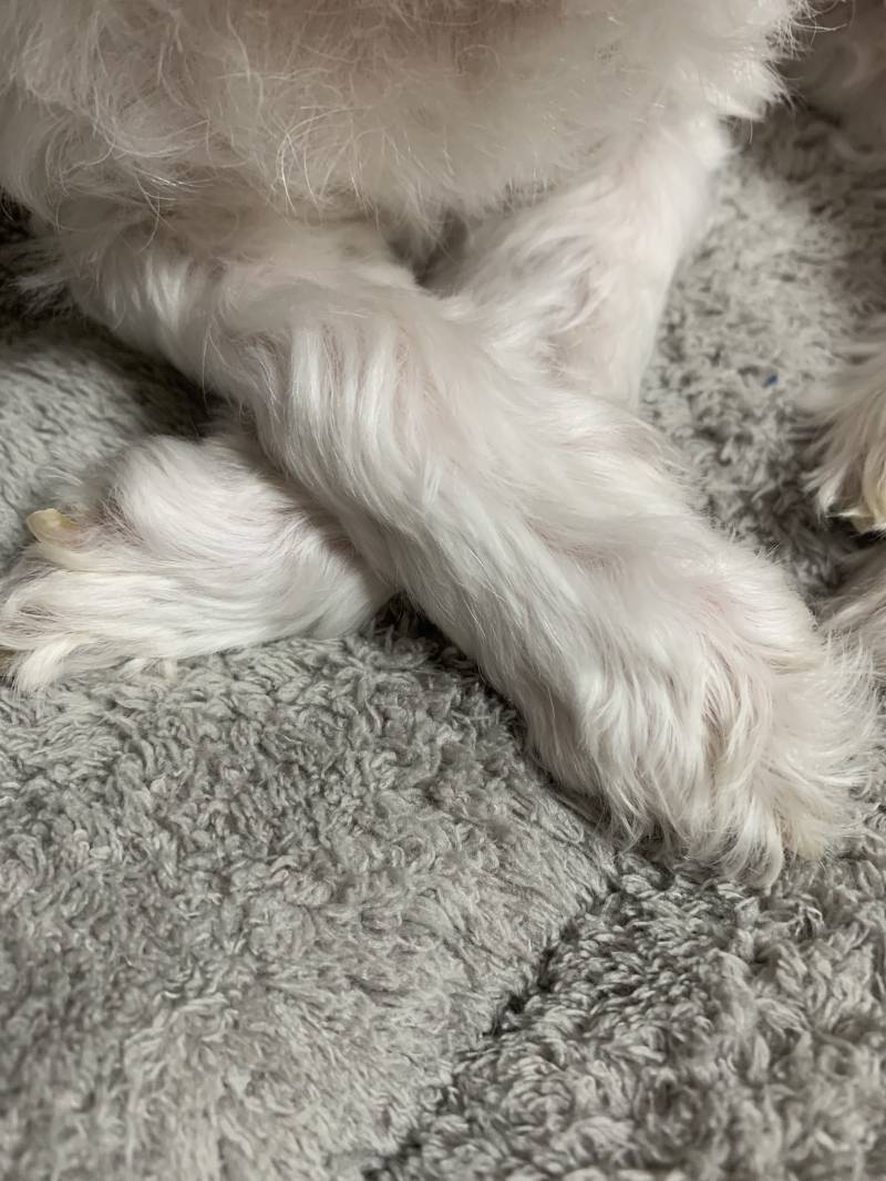 우리집 멍뭉이 보구갈래? | 인스티즈