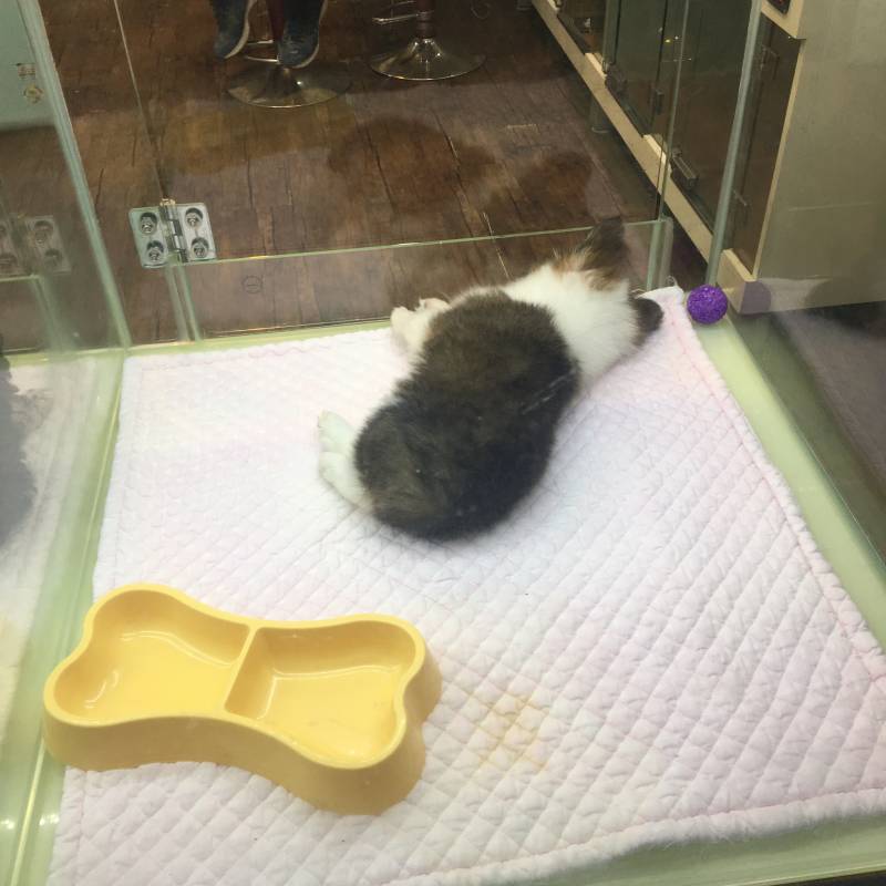 💢💢펫샵 애기들 너무 귀엽지 않아?ㅠㅠㅠ🐶🐶🐶 | 인스티즈