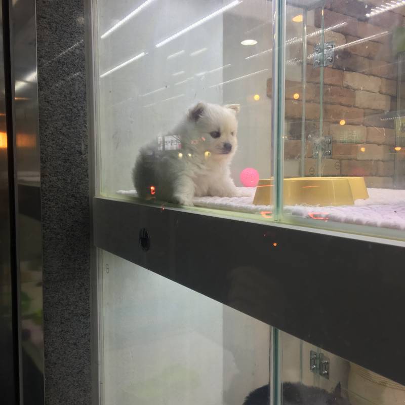💢💢펫샵 애기들 너무 귀엽지 않아?ㅠㅠㅠ🐶🐶🐶 | 인스티즈