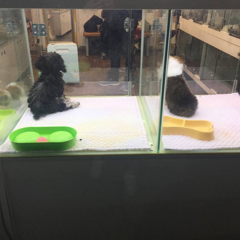 💢💢펫샵 애기들 너무 귀엽지 않아?ㅠㅠㅠ🐶🐶🐶 | 인스티즈