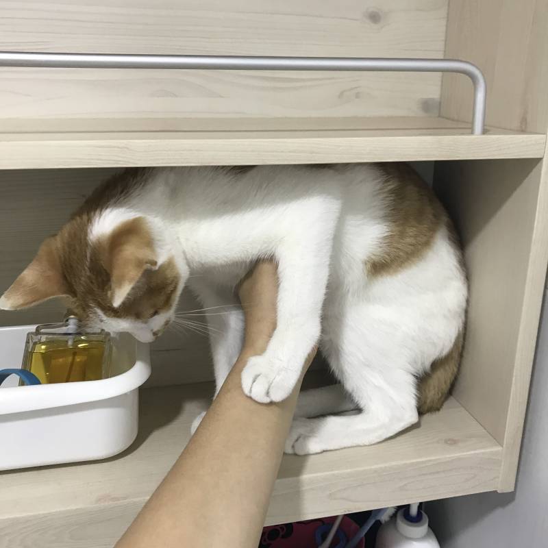 놓아라 집사 | 인스티즈