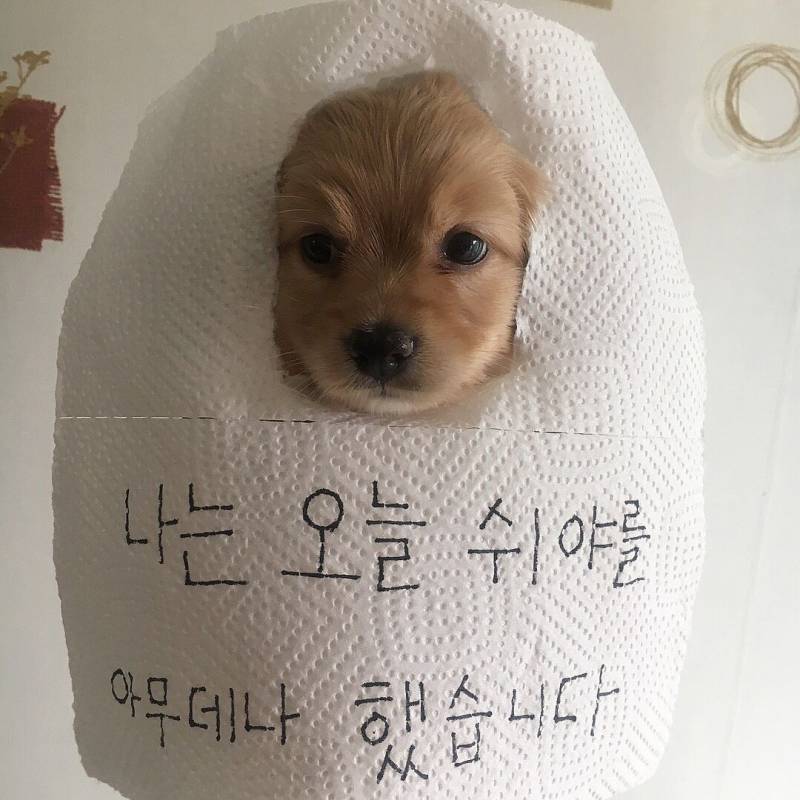 최근 짤줍한거 다 털어봐야지 | 인스티즈