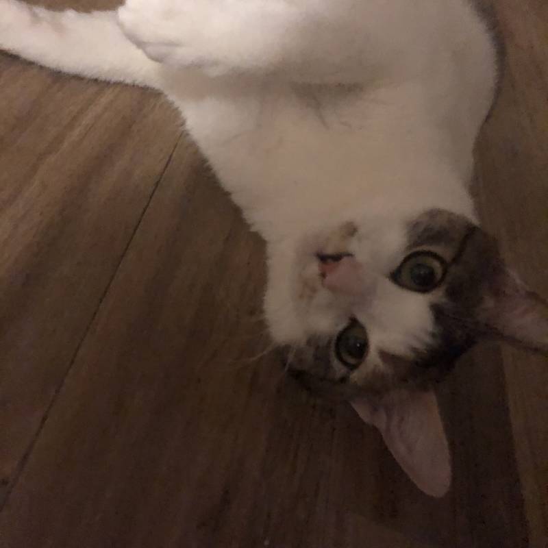 울집 고양이 사람같아 | 인스티즈