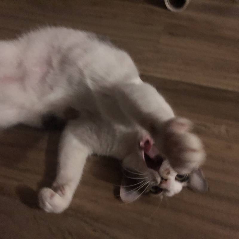 울집 고양이 사람같아 | 인스티즈