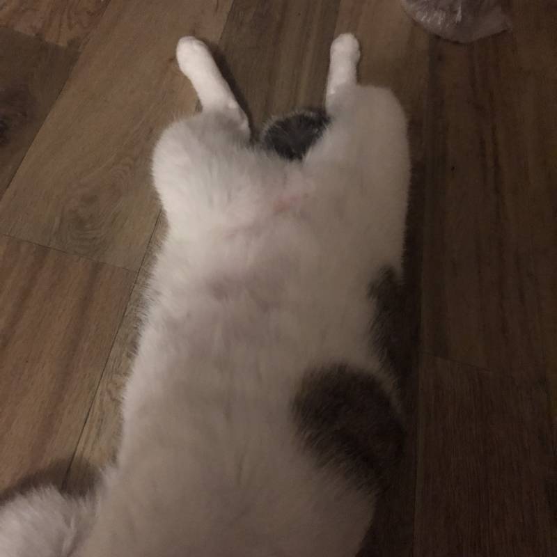 울집 고양이 사람같아 | 인스티즈