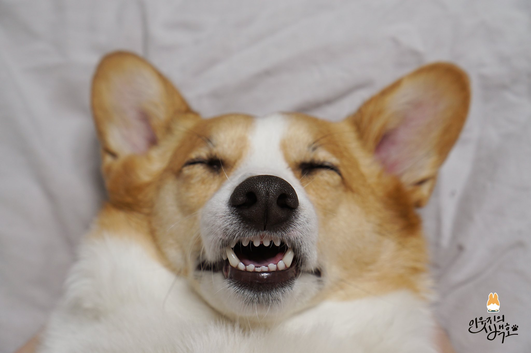 백호 이빨이 내 이빨보다 깨끗한것같아.... | 인스티즈