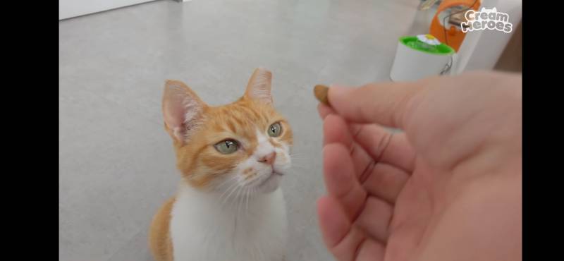 살면서 이렇게 잘생긴 고양이 처음 봐 | 인스티즈