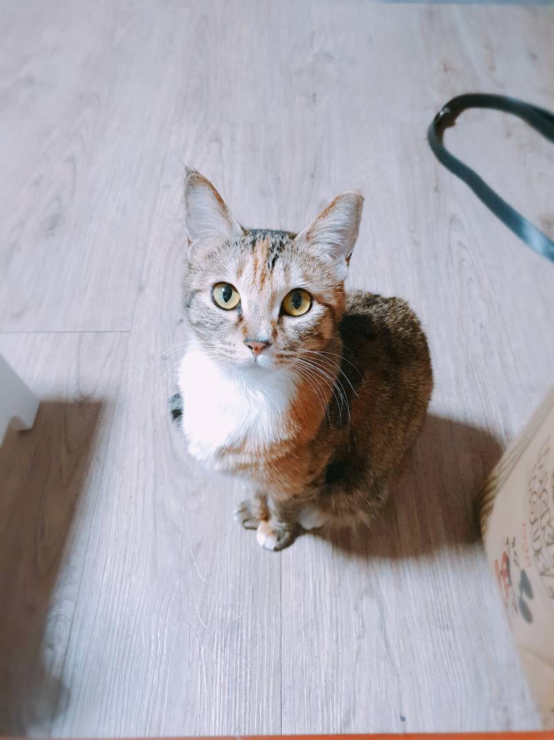 실시간 침대밑 고양이 | 인스티즈