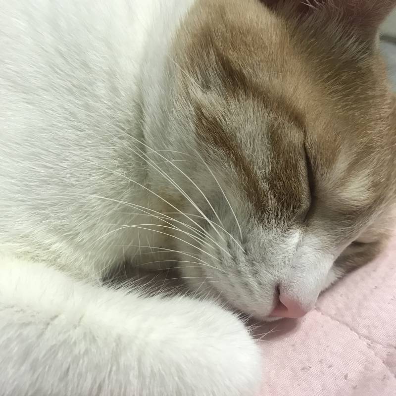 집사들 다 들어와봐 | 인스티즈