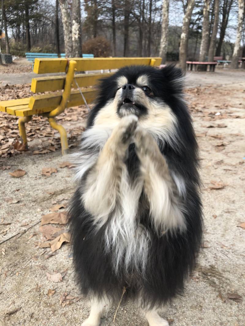 우리학교에서 키우는 강아지 보구가 | 인스티즈