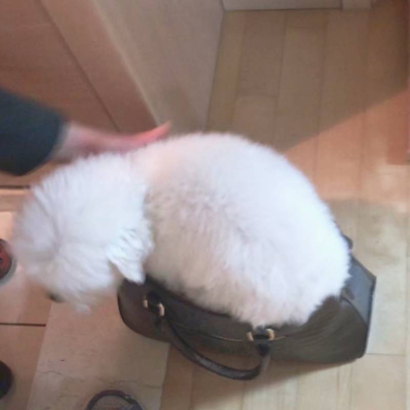 엄마 나가시는데 우리 강아지 좀 봨ㅋㅋㅋ | 인스티즈