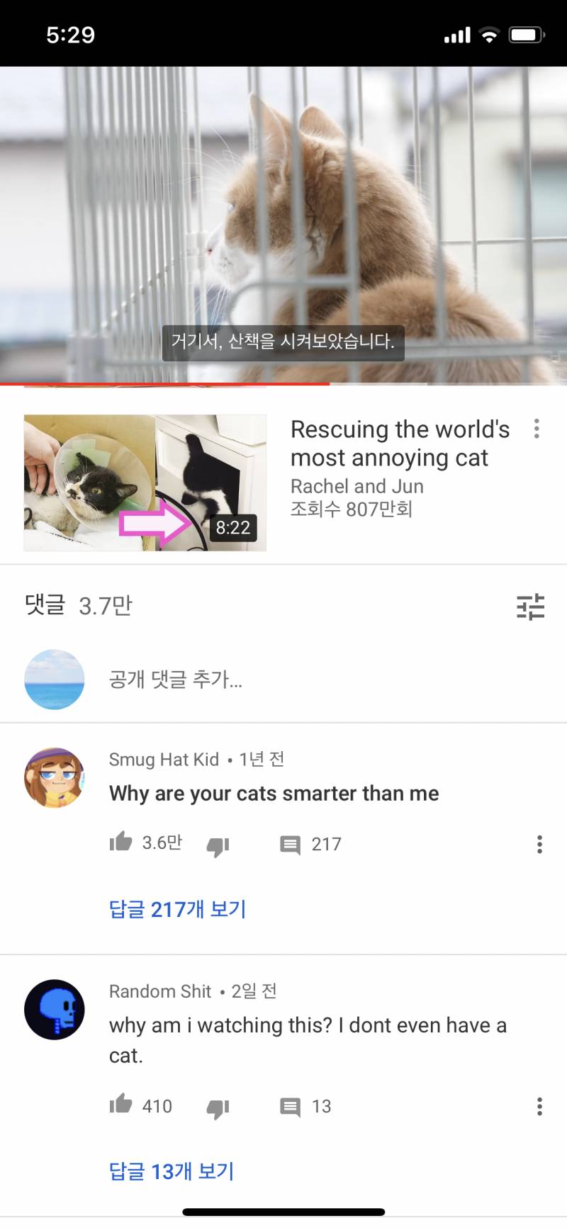 유튜브에서 고양이 영상보는데 댓글ㅋㅋㄱㄱㄱ | 인스티즈