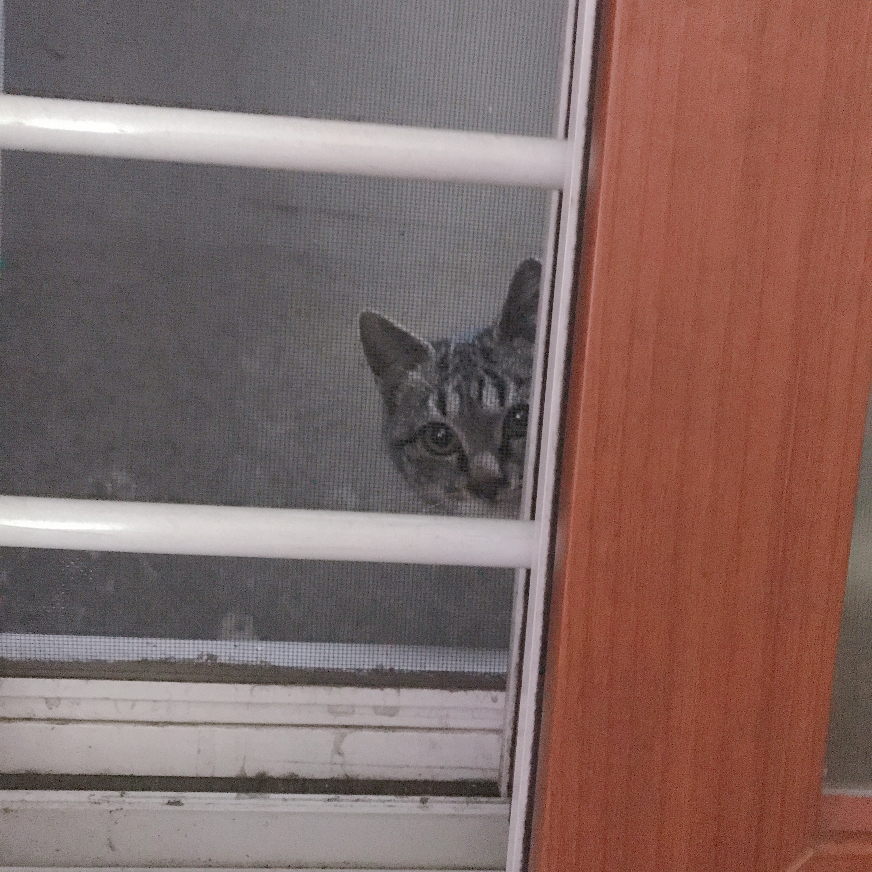 반지하에서 사는데 애옹님께서 집을 찾아오셨어 | 인스티즈