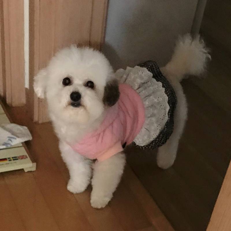 우리 강아지 잘생겼다고 교배할생각없냐고 연락왔다 | 인스티즈