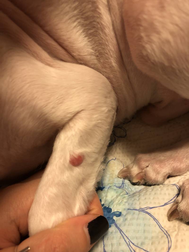 강아지발에 뭐가 낫어ㅠㅠ급급 | 인스티즈