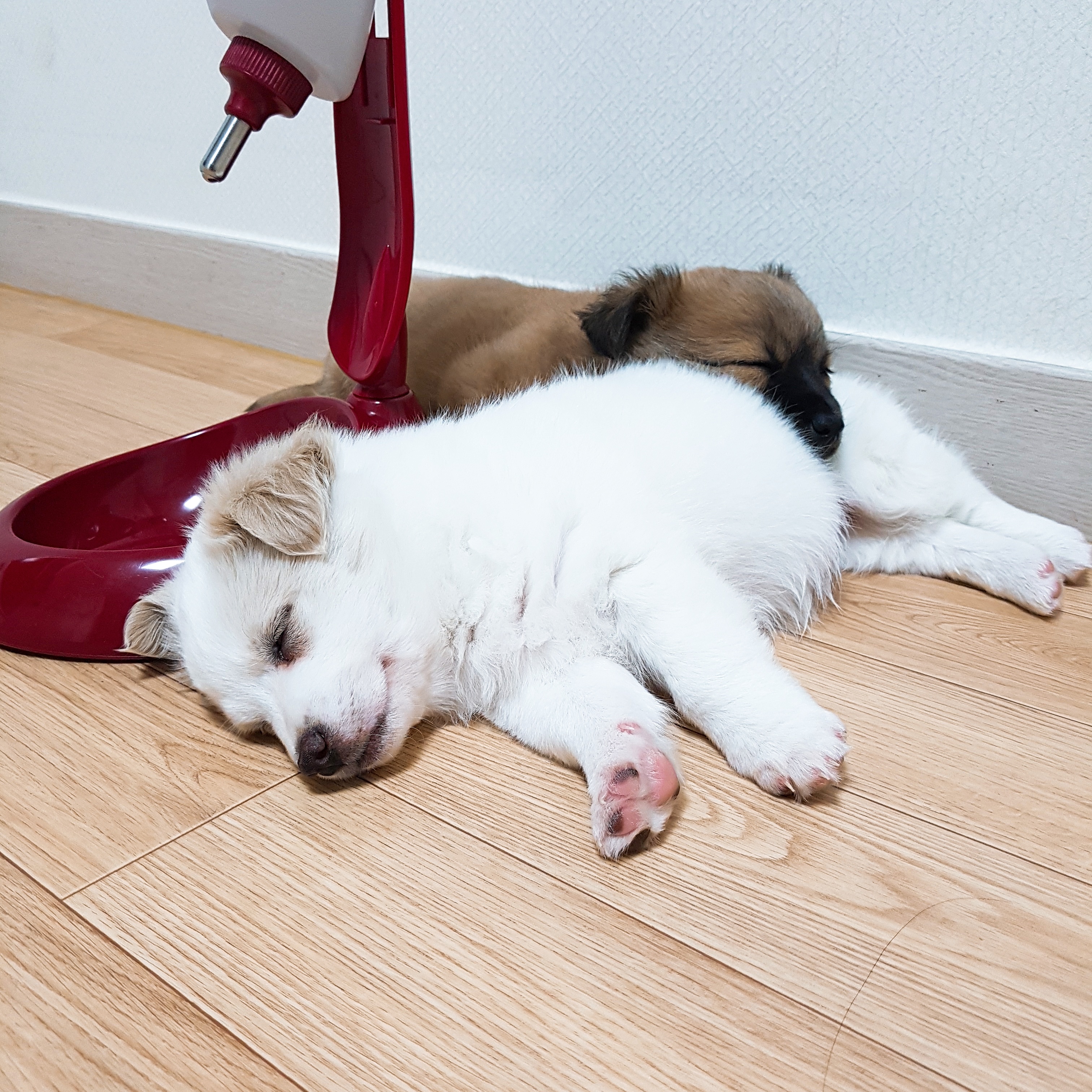 자는 모습이 똑같은 내 아깽이들 🐶🐶💞 | 인스티즈