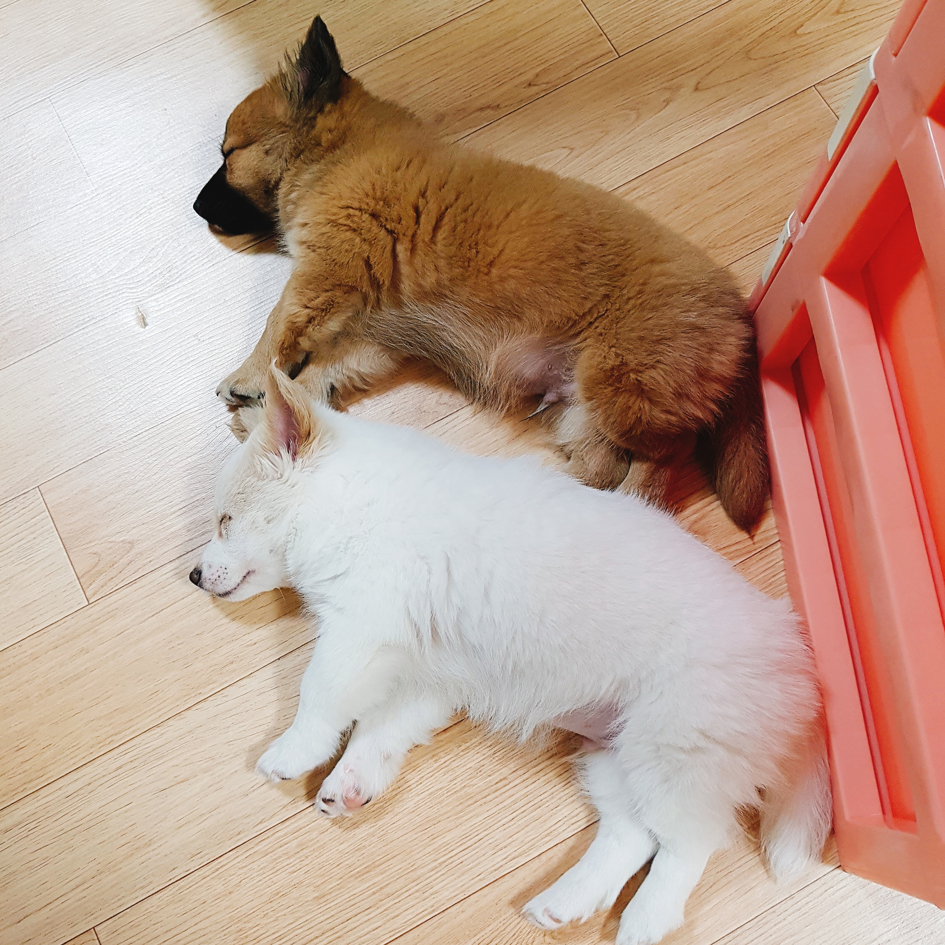 자는 모습이 똑같은 내 아깽이들 🐶🐶💞 | 인스티즈