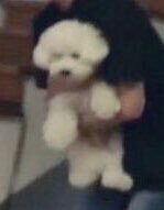 아이돌 2대 동물확대범 | 인스티즈