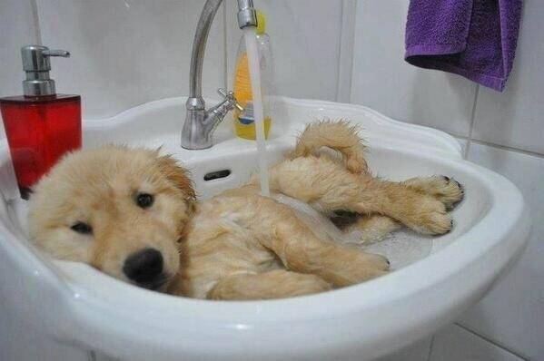 강아지 목욕 중.... 40404 | 인스티즈