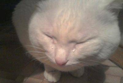 고앵이짤 가져가••• | 인스티즈